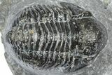 Detailed Gerastos Trilobite Fossil - Morocco #363943-2